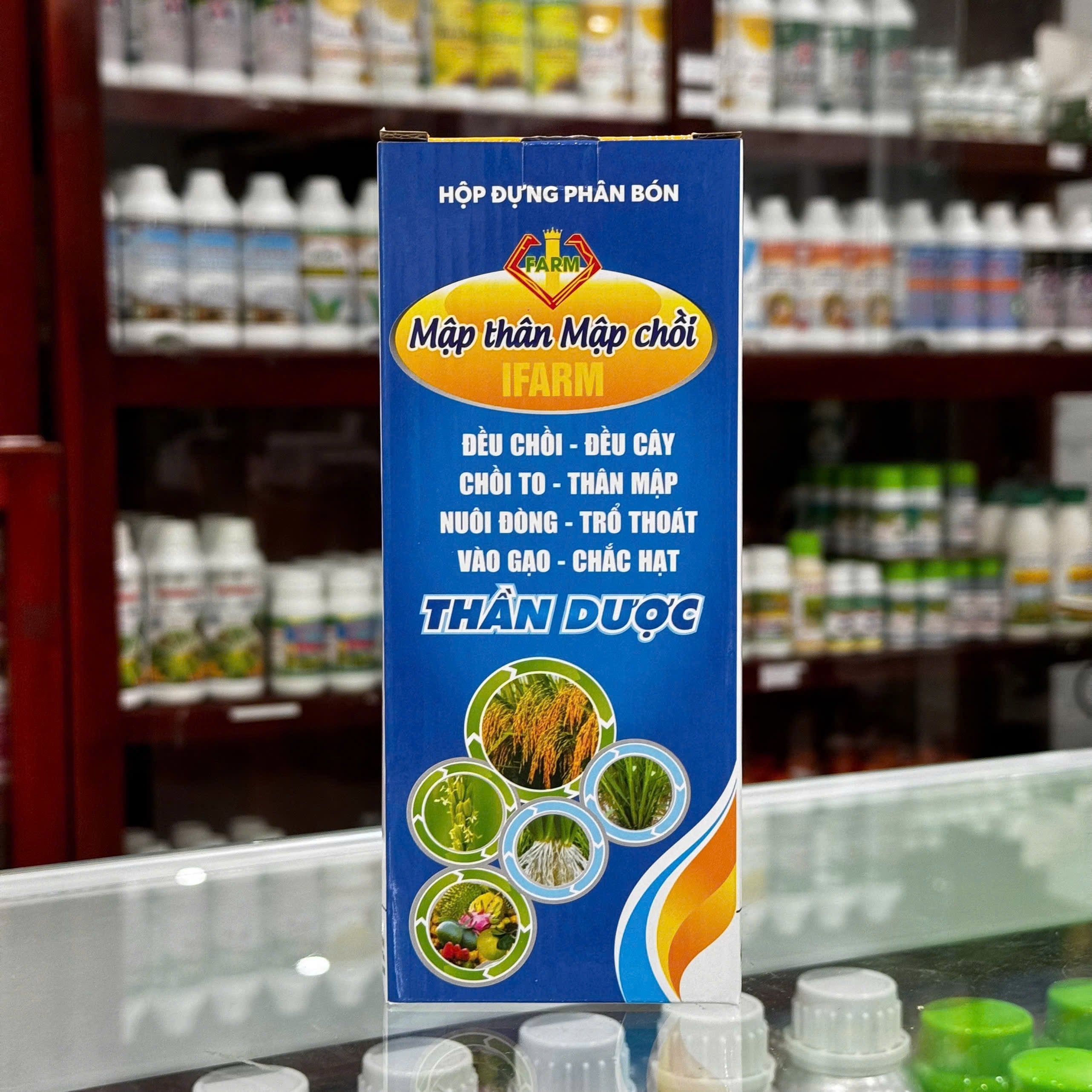 Mập Thân Mập chồi mới của IFARM